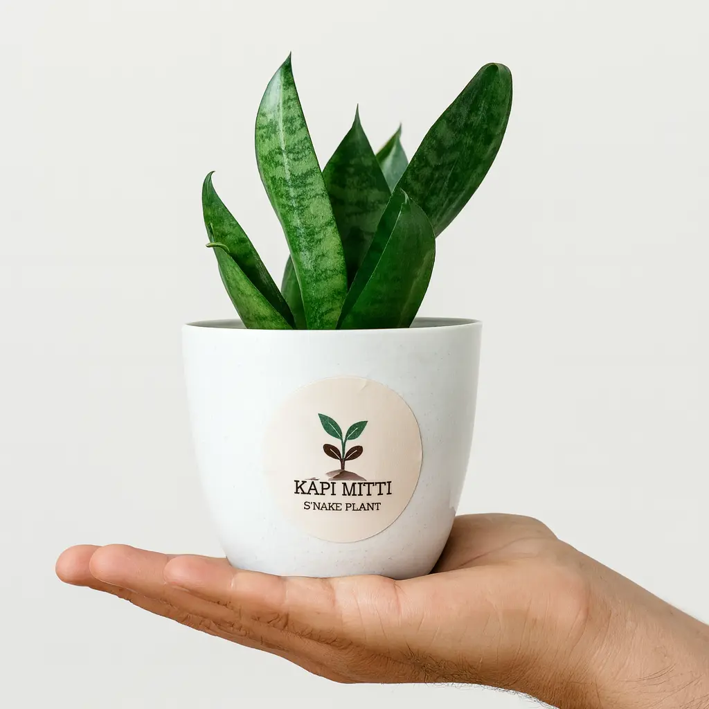 Snake Plant