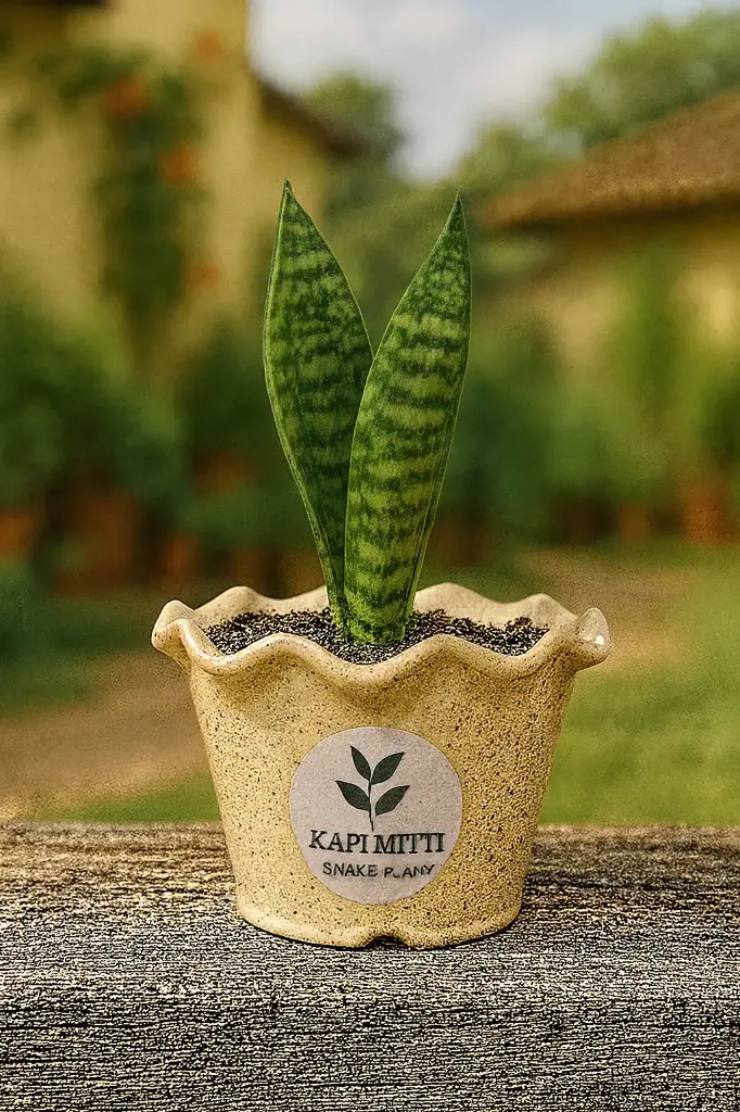 Single Pot with different Plants options