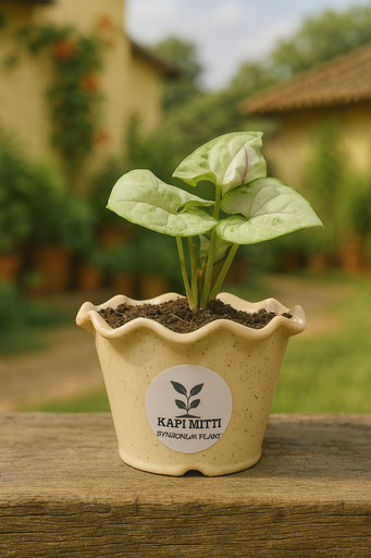 Single Pot with Syngonium Plants